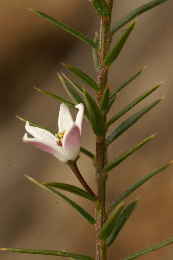 Philotheca pungens